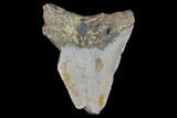 Partial, Megalodon Tooth - North Carolina #91693-1
